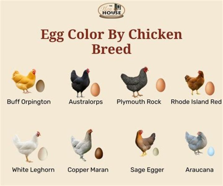 What color eggs do Polish chickens lay?
