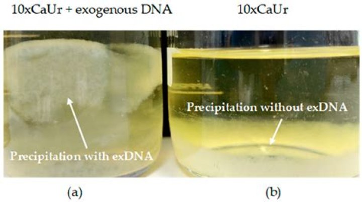What color is CaCO3 precipitate?