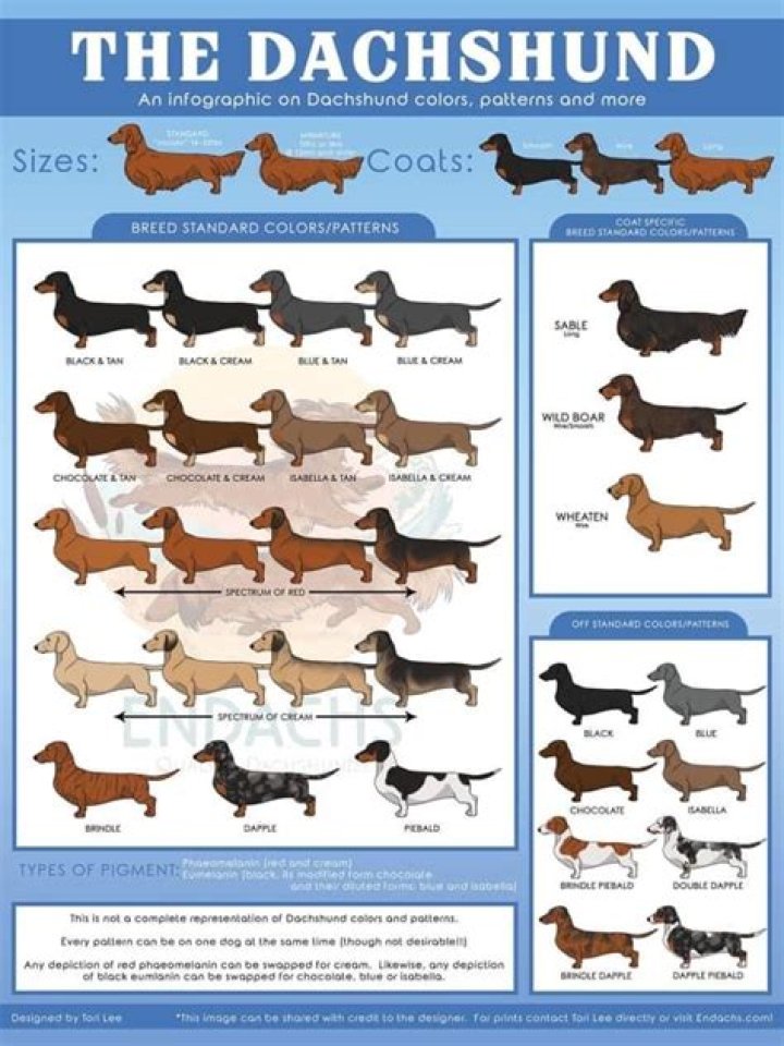 What colors do mini dachshunds come in?
