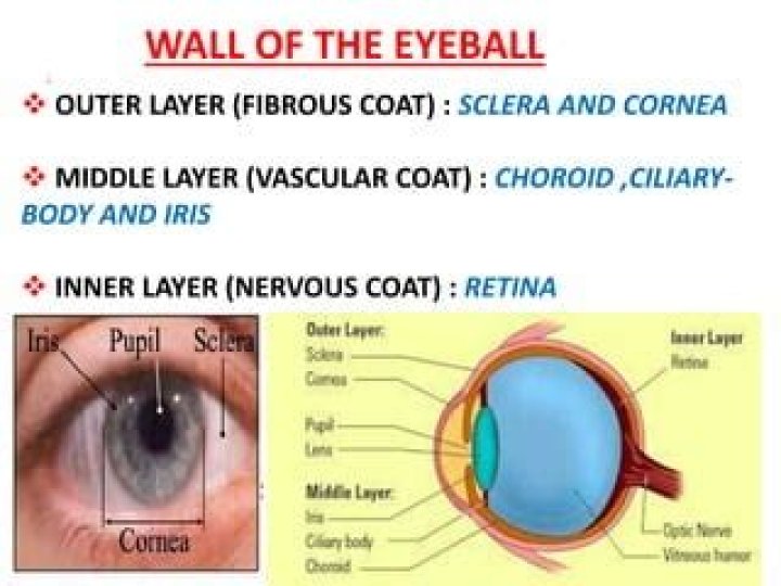 What composes the outer layer of the wall of the eye quizlet?
