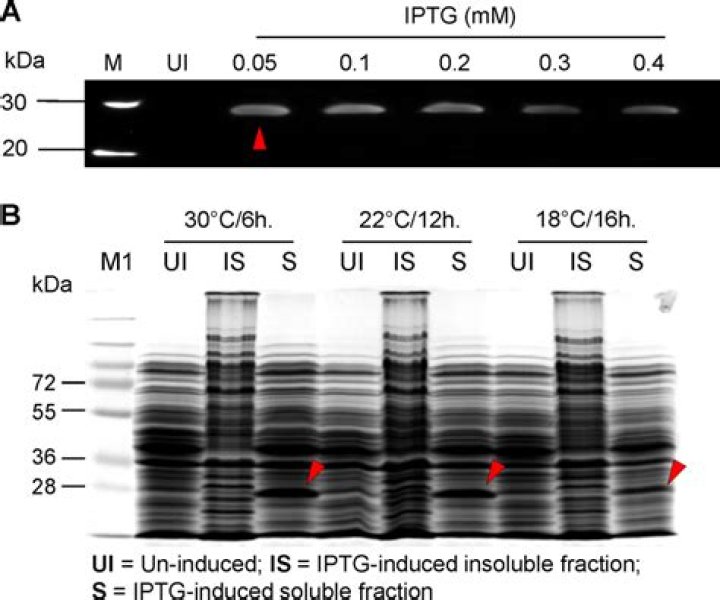 What concentration of IPTG should be used?