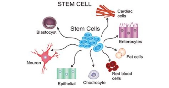 What country is leading in stem cell research?