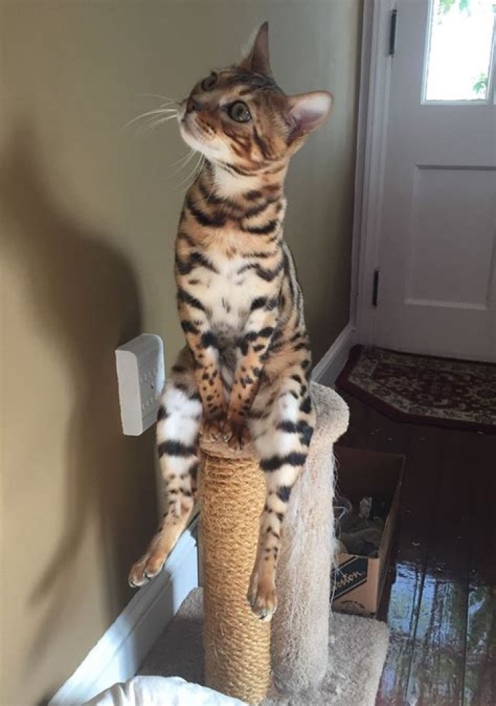 What creepy things cats are?