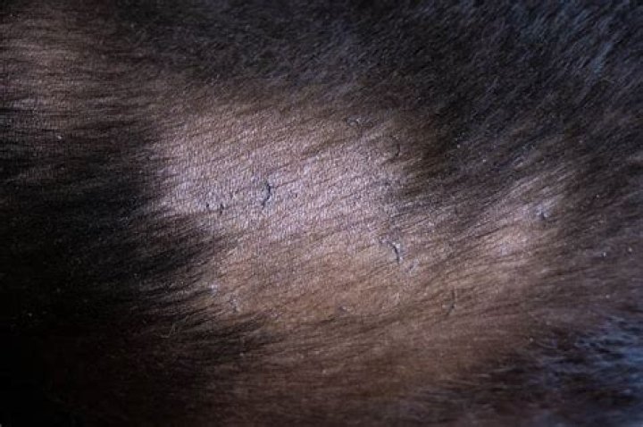 What deficiency causes hair loss in dogs?