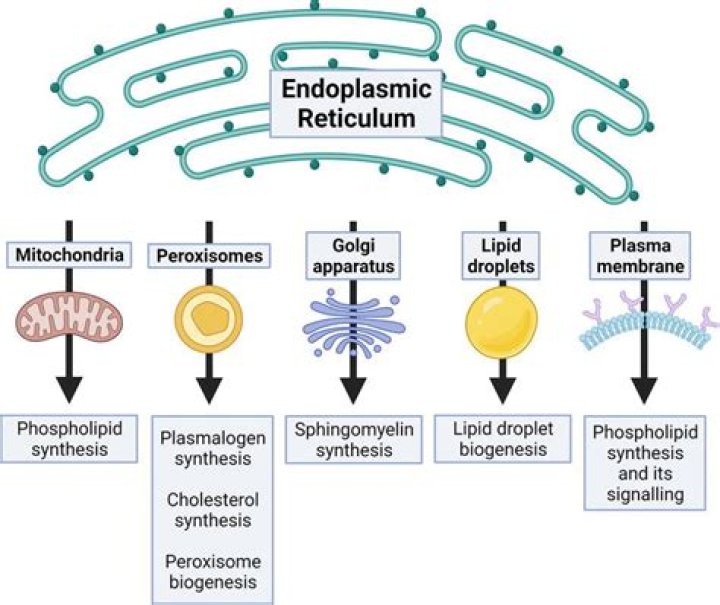What detoxifies the cell and synthesizes lipids?