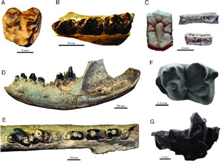 What did Litopterna eat?