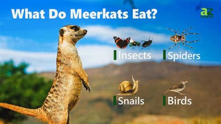 What did the meerkat eat?