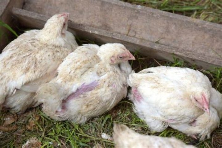 What disease causes chickens to lose feathers?