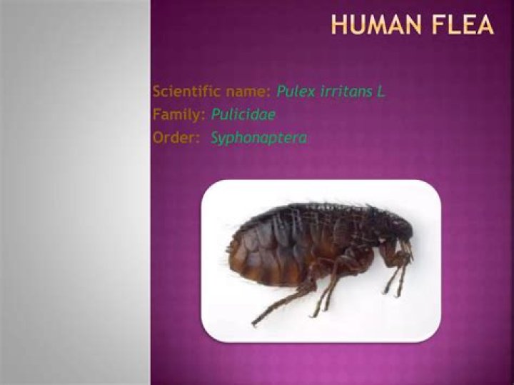 What disease does pulex Irritans cause?
