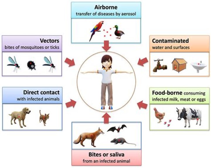 What diseases can you get from fleas?