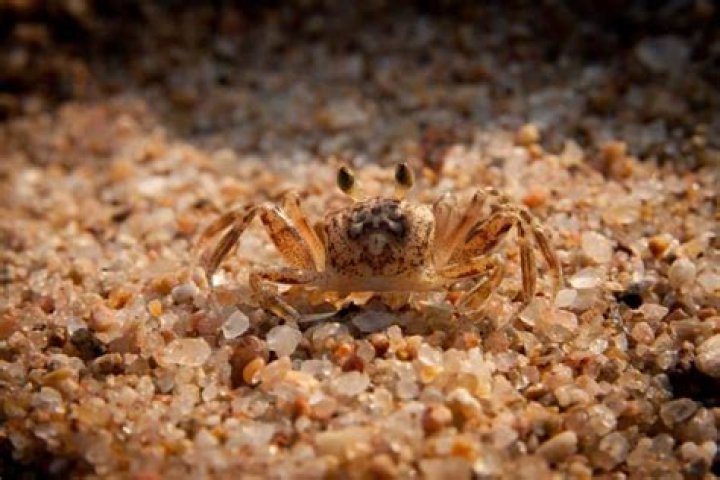 What diseases do crabs carry?