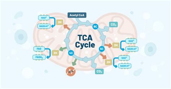 What disorders are associated with the TCA cycle?