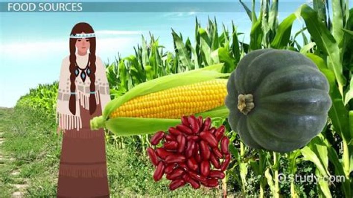 What do baby Indians eat?