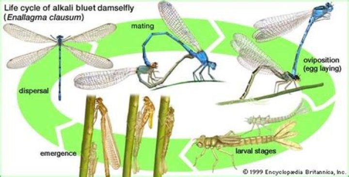 What do damselflies do for the environment?