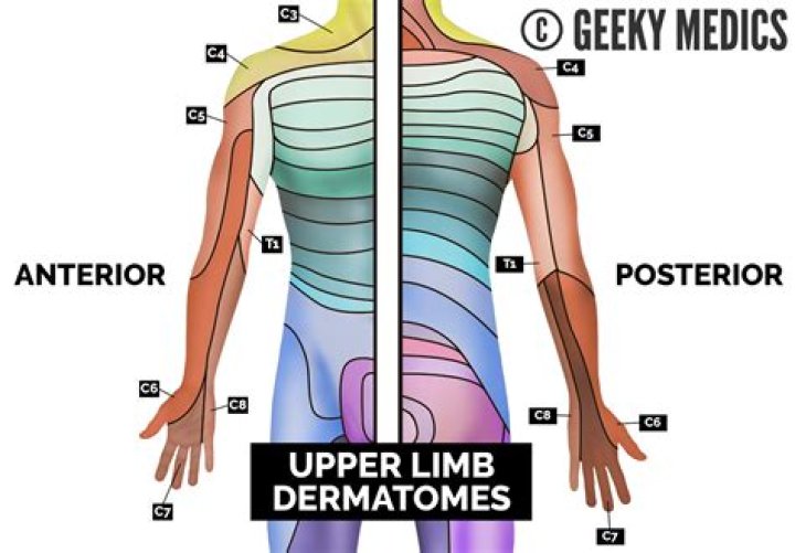 What do dermatomes tell you?