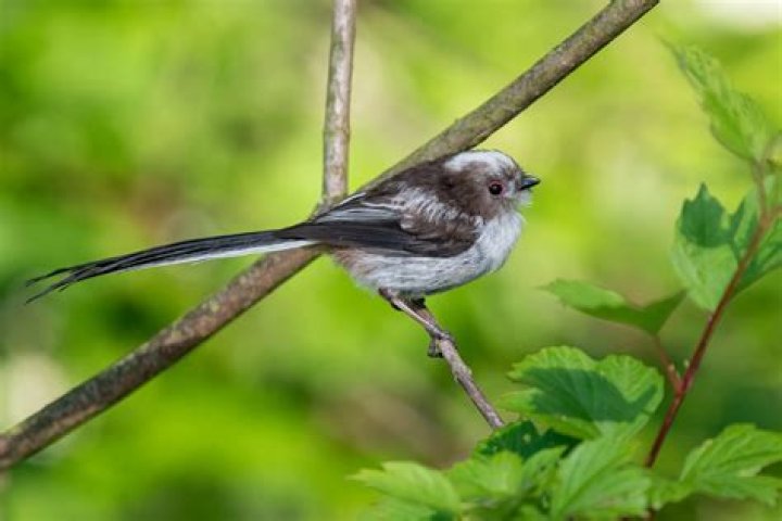 What do Long Tailed Finch eat?
