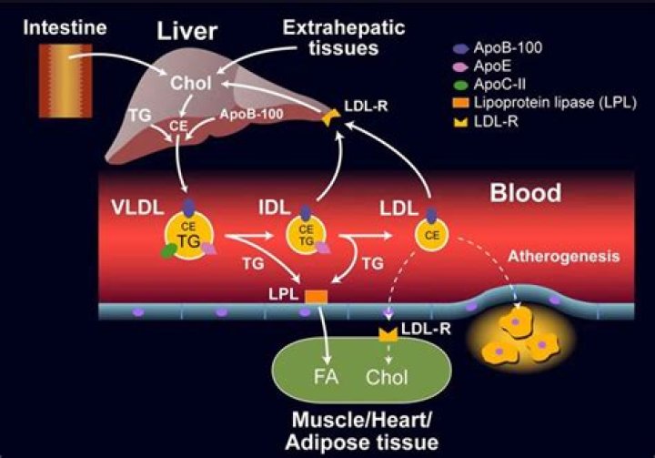 What do low-density lipoprotein receptors do?