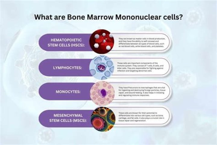 What do mononuclear cells do in bone remodeling?
