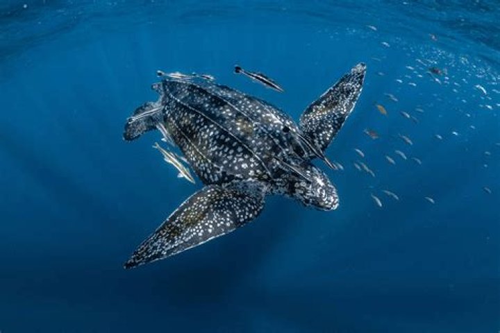 What do sea turtles use their shell for?