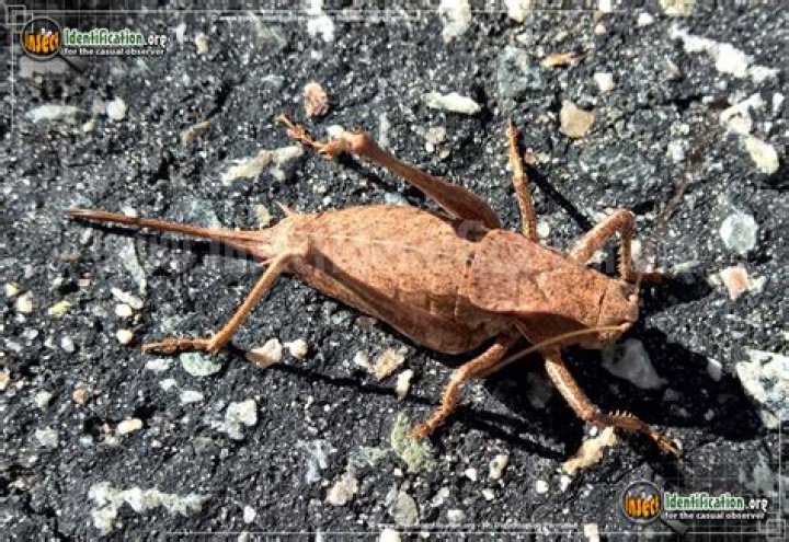 What do shield back katydid eat?