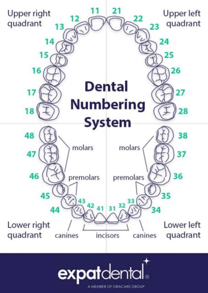 What do the numbers on your teeth mean?