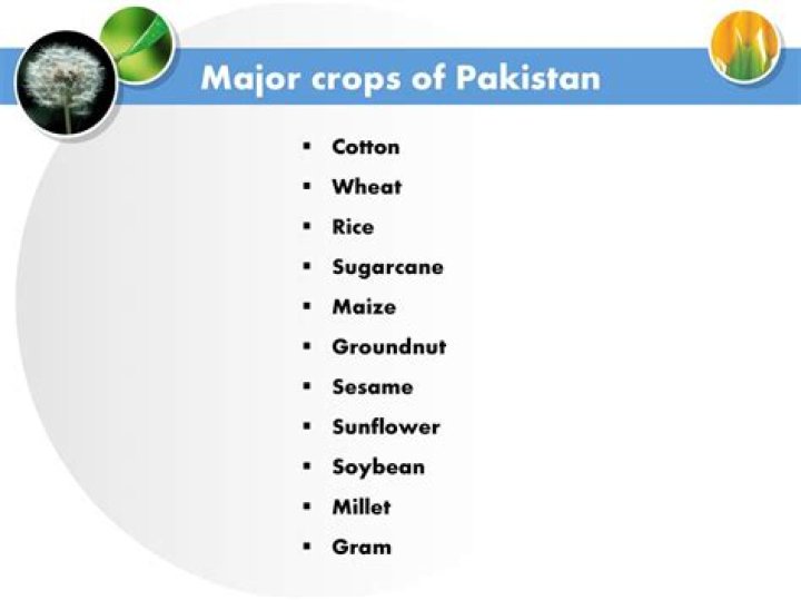 What do they grow in Pakistan?