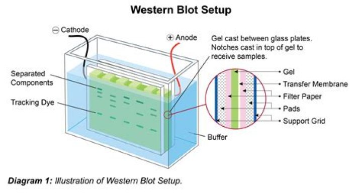 What do thick bands on Western blot mean?