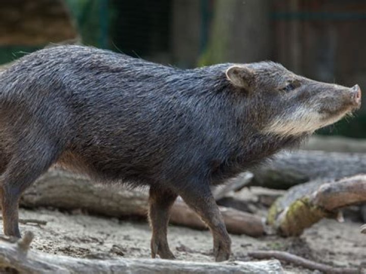 What do white lipped peccaries eat?