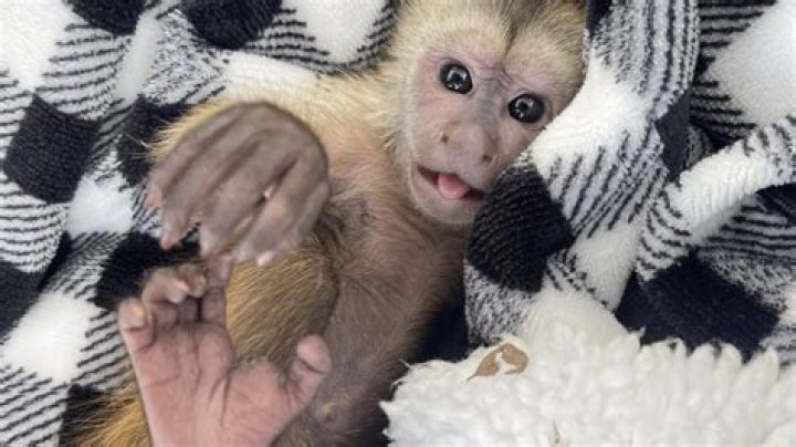 What do you call a baby monkey?