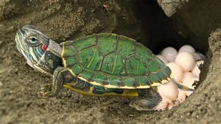 What do you do if a turtle is nesting?