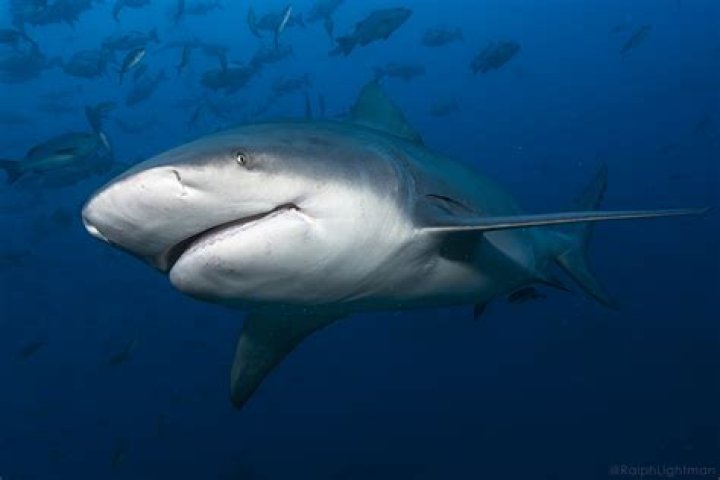 What do you do if you see a shark spearfishing?