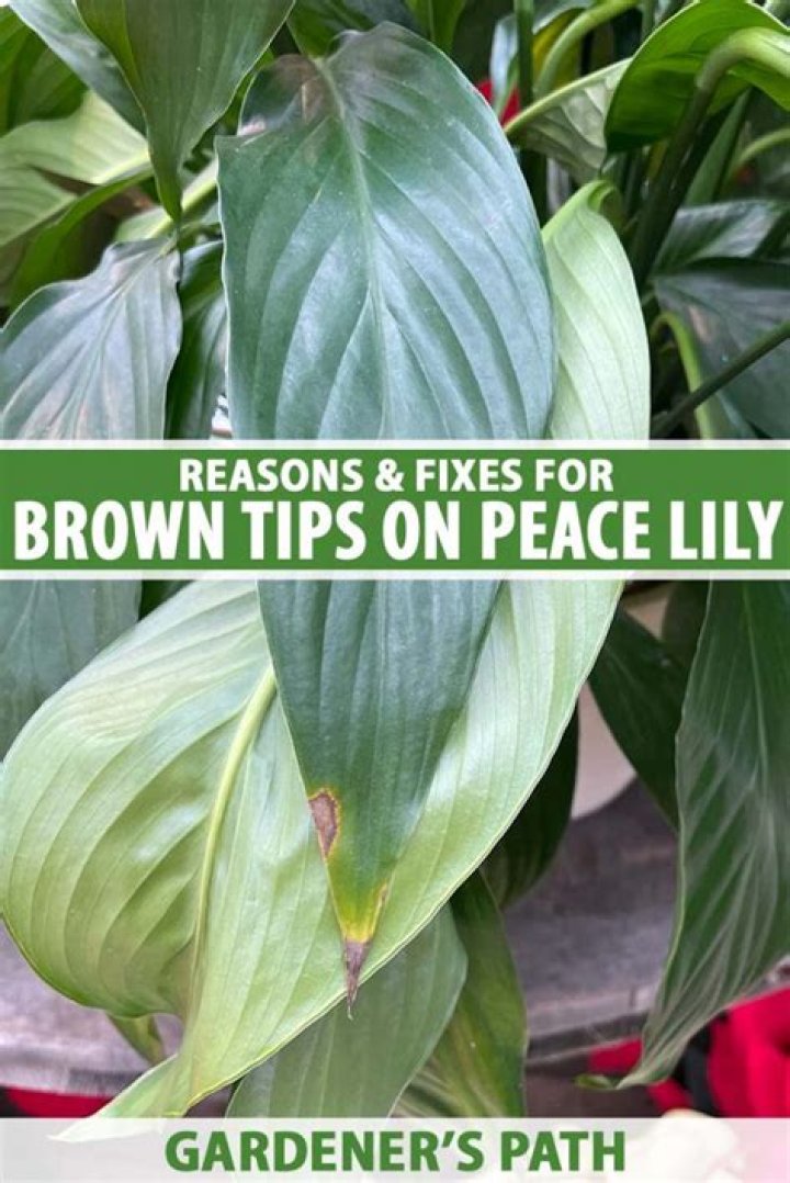What do you do when peace lily leaves turn brown?
