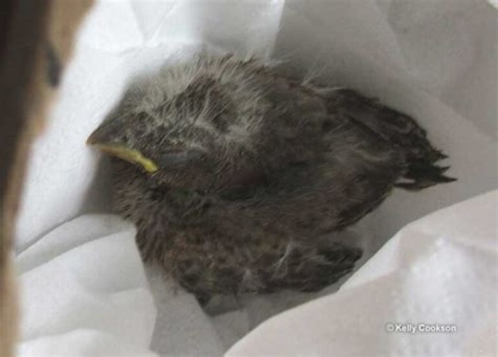 What do you do with an injured bird in Wisconsin?