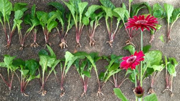 What do you feed gerberas?