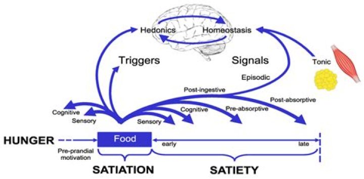 What do you mean by point of satiety or saturation?