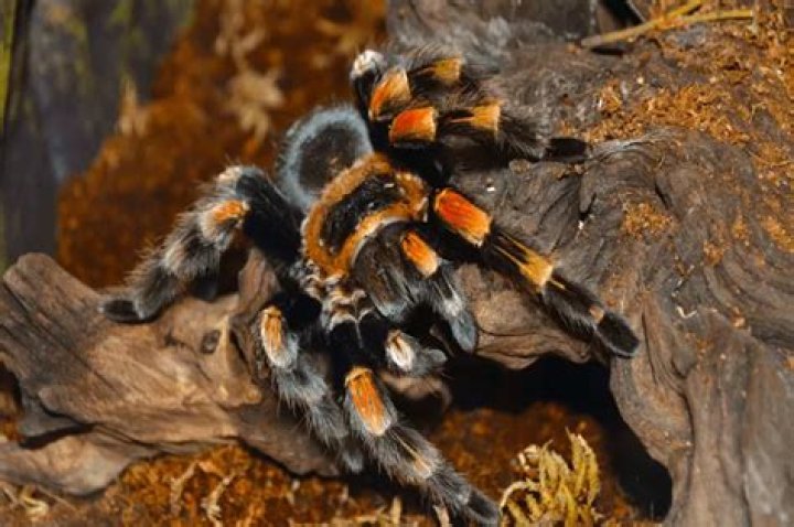 What do you put in a tarantula habitat?