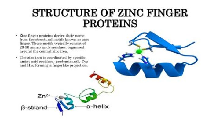 What do zinc finger proteins do?