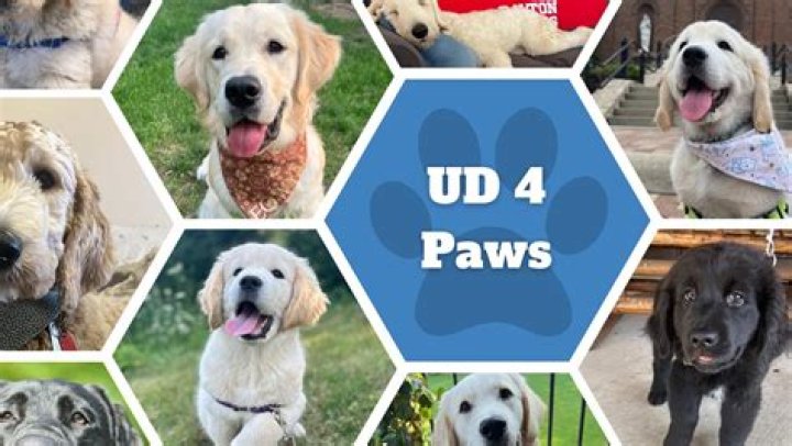 What does 4 Paws for Ability do?