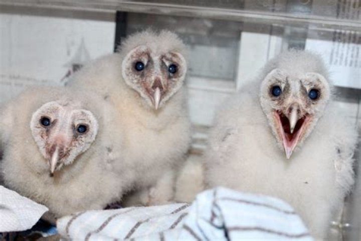 What does a baby barn owl look like?