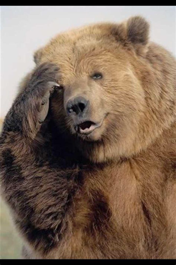 What does a bear with a sore head mean?