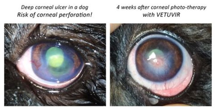 What does a corneal ulcer look like in a dog?