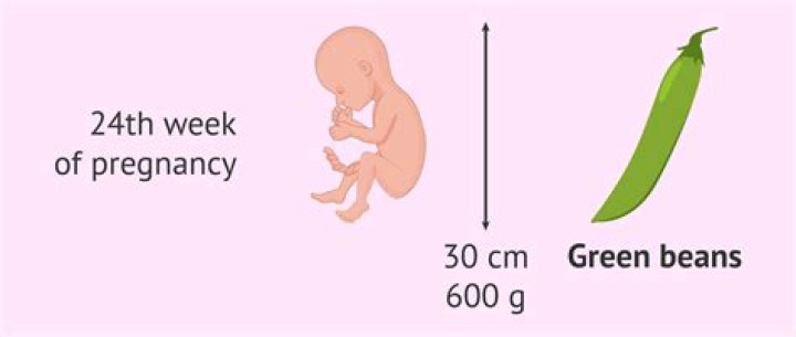 What does a fetus look like at 24?