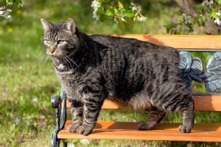What does a Manx cat cost?