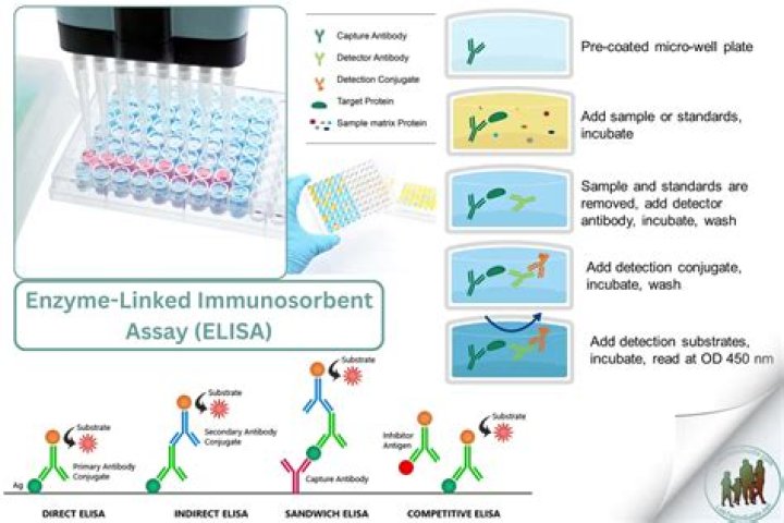 What does a positive enzyme immunoassay test mean?