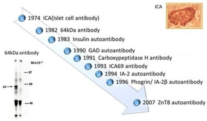 What does a positive islet cell antibody mean?