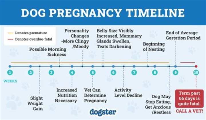 What does a pregnant dog look like at 7 weeks?