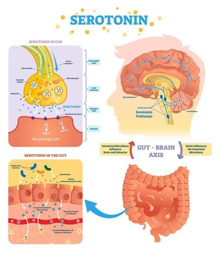 What does a serotonin receptor antagonist do?