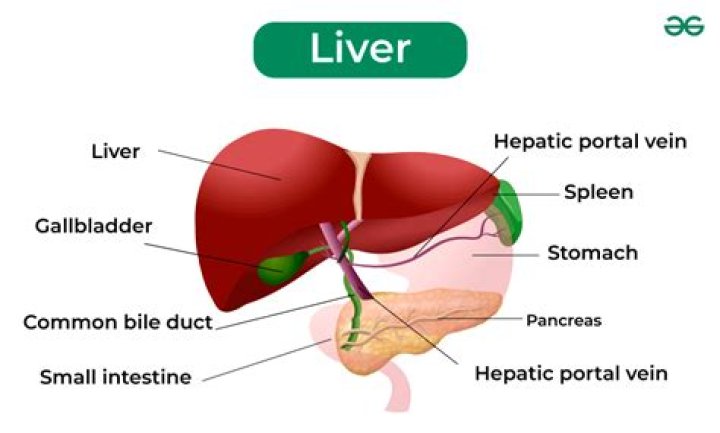 What does a starry liver mean?