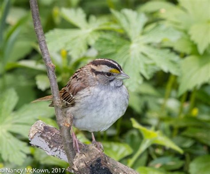 What does a White-throated Sparrow say?