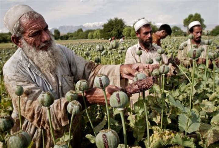 What does Afghanistan produce?